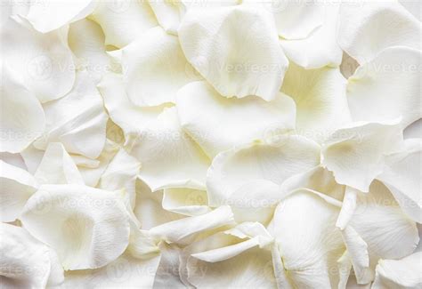 Symbolic Meaning Of White Rose Petals At Genclareblog Blog