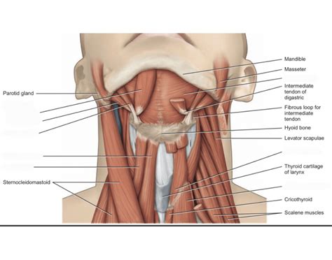 Hyoid Bone muscles Quiz