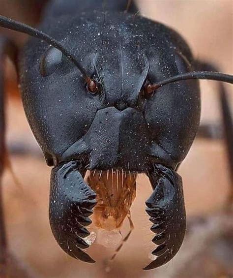 Juan Carlos López on Twitter Impresionante macrofotografía de una