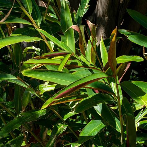 ginger plants australia