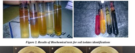 PDF ISOLATION OF ANTIBIOTIC PRODUCING BACTERIA FROM SOIL Semantic