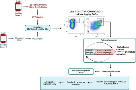 Frontiers Highly Purified And Functionally Stable In Vitro Expanded