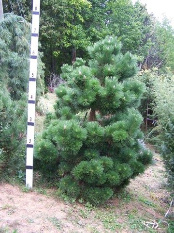 Japanese Black Pine - Coniferous Forest