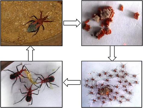 Trichogramma Chilonis Life Cycle