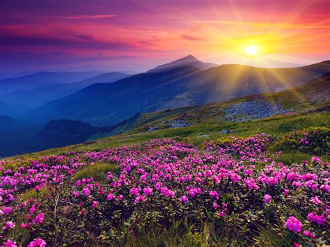 Meadows Wild Purple Flowers Mountains and Sunset HD Landscape Wallpaper