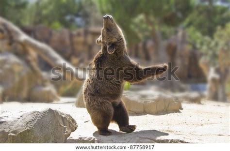 29,807 Funny Animals Dancing Images, Stock Photos & Vectors | Shutterstock