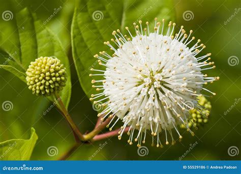 Flower Or Cephalanthus Occidentalis Known Also As Button Bush Stock