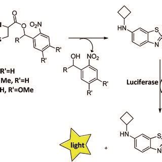 The structure of caged luciferin substrates that can release the ...