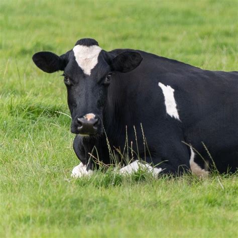 Downer Cow Care — Rangiora Vet Centre