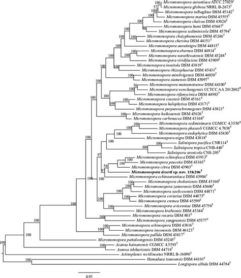 Phylogenomic Tree Based On Whole Genome Sequence Data Of Strain 13K206