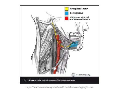 Hypoglossal Nerve PPT