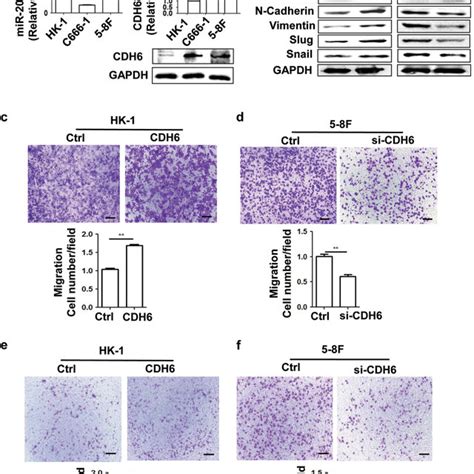 Effects Of Trop On Proliferation And Invasion In Npc Cells A And B