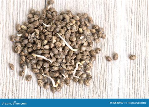 Cannabis Hemp Seeds Ready for Germination Stock Image - Image of indica ...