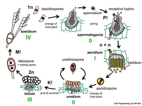 Naegleria Fowleri Life Cycle