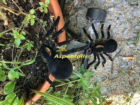 Black Flocked Spider Tarantulas Fake Prank Halloween Large X