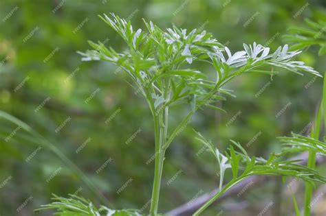 Premium Photo | Selective focus shot of Artemisia absinthium plant in the wild Medicinal plant ...