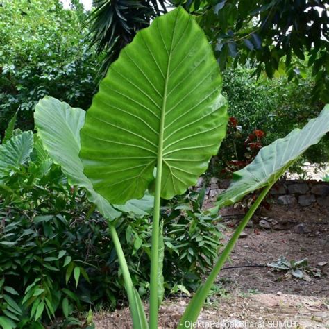 Jual Alocasia Odora Elephant Ear Macrorrhizos Caladium Green Sente