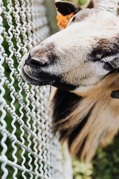 Goat Head Photos, Download The BEST Free Goat Head Stock Photos & HD Images