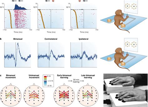techniques     study  neural basis  interlimb