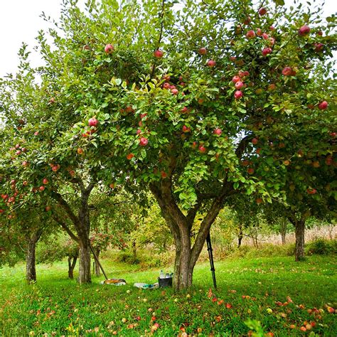 Semi Dwarf Apple Tree Yield / Create Small Fruit Trees With This ...