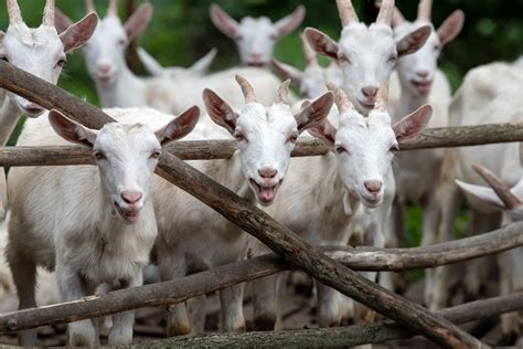 Todo Lo Que Necesita Saber Sobre La Cr A De Cabras Guia Pollo Info