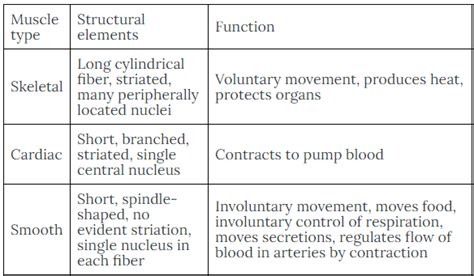 [Solved] Differentiate between the function and structure of skeletal ...