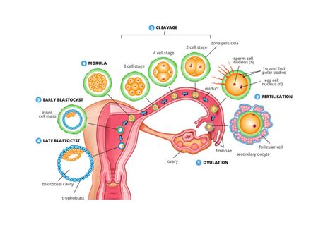 In-Vitro Fertilization Archives - Dr. Rhythm Gupta