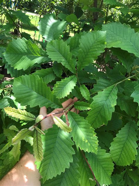 Swamp Chestnut Oak Seedling Package Wildlife Habitat Resources