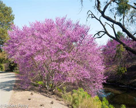 Western Redbud Waterwise Garden Planner