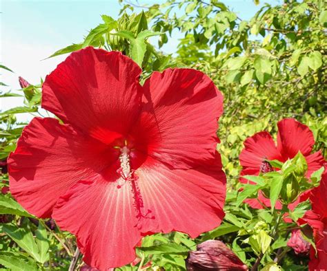 How To Fertilize Hibiscus Expert Tips For More Blooms Homes And Gardens