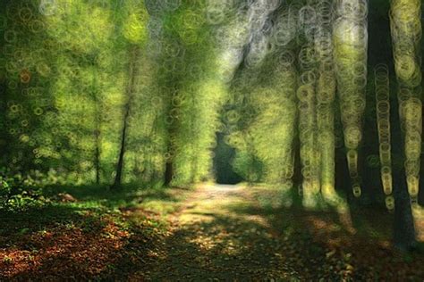 Blurred Forest Background Images, HD Pictures and Wallpaper For Free ...