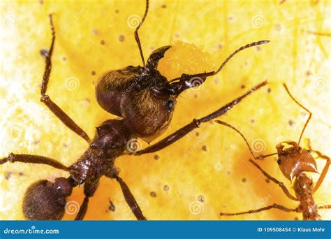 Atta Cephalotes Soldier Leafcutter Ant Leaf Cutting Stock Photos Free