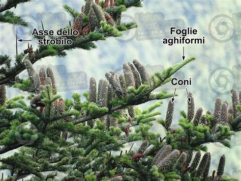 Abies Alba Abete Bianco Strobilo Strobili Abies Alba Abete