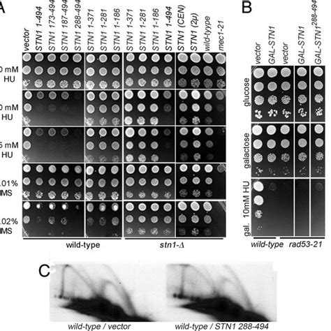 Pol Mutations Reduce Stn Interference With The S Phase Checkpoint