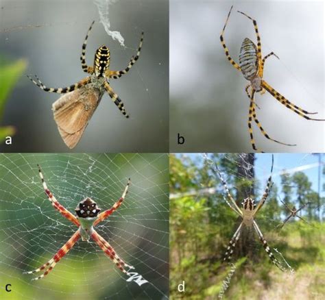 Eny2080in1366 An Introduction To Some Common And Charismatic Florida Spiders