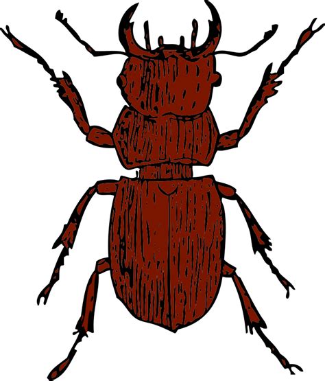 Beetle Clip Art Clipart Panda Free Clipart Images