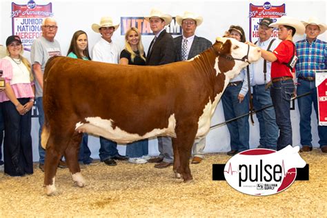 Junior National Hereford Expo Bred Owned Heifer Top 5 The Pulse