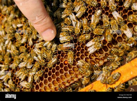 Inside A Real Beehive