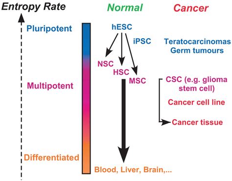 Network Entropy Rates Between Major Cell Types In Normal And Cancer