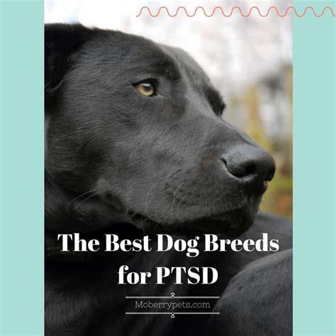 Best Dog Breeds for PTSD - Moberry Pets