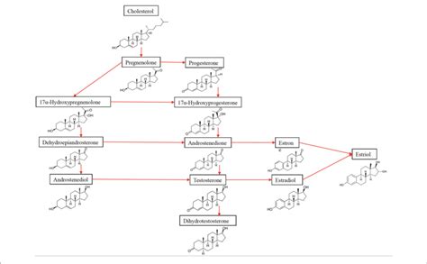 The Synthesis Of Sex Hormones From Their Precursor Cholesterol Download Scientific Diagram