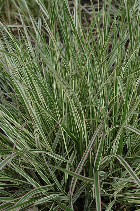 Variegated Reed Grass Calamagrostis X Acutiflora Overdam In Edmonton St Albert Sherwood Park