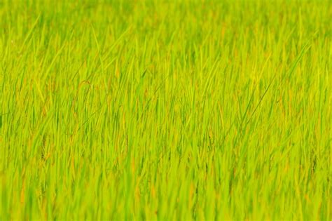 Premium Photo Natural Green Paddy Rice Field