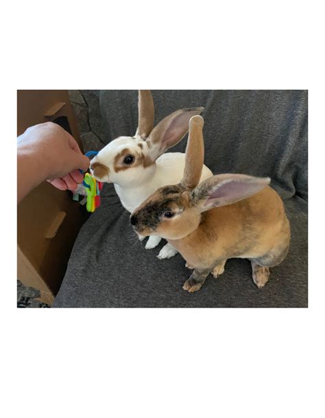 Rex Rabbits Purebred Bonded Pair Friendly Spay Neuter Litterbox