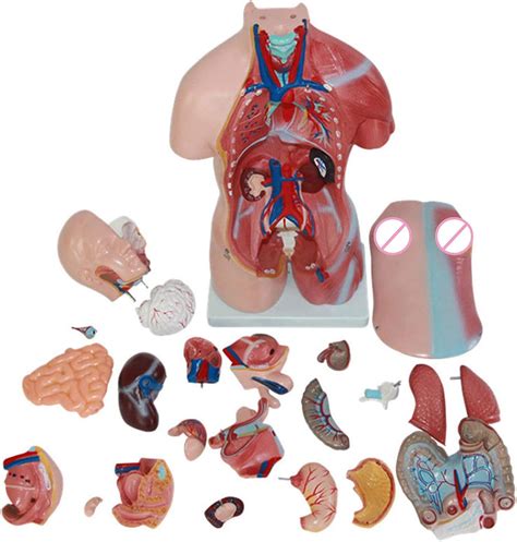 Anatomy Model Human Body D Body Anatomy Model Anatomical Assembly