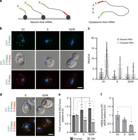 Promoter Dependent Nuclear Rna Degradation Ensures Cell Cycle Specific Gene Expression