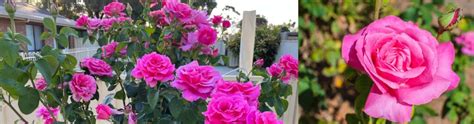 Top 10 Roses For Australia Hello Hello Plants