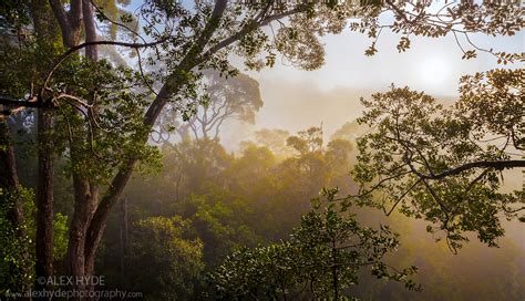 Rainforest Canopy Maliau Basin Borneo Alex Hyde