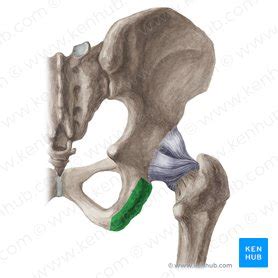 Ischial Tuberosity Anatomy