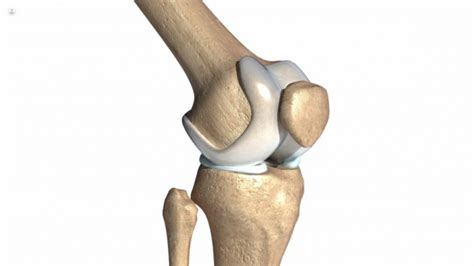 Anatomía De La Rodilla Top Doctors